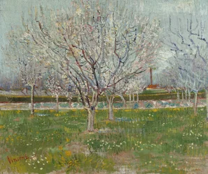 Obstgarten in Blüte (Pflaumenbäume)