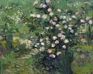 Rosen