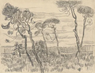Sechs Kiefern an der Umfassungsmauer, 1899