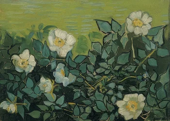 Wildrosen