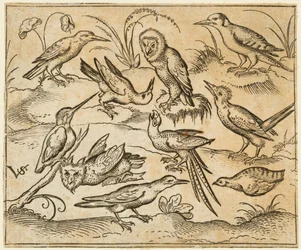 Zehn Vögel, die auf Zweigen und Grasbüscheln sitzen, darunter zwei Eulen und ein Vogel, 1557