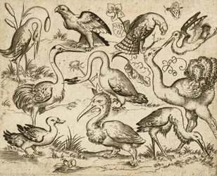 Strauß auf der linken Seite mit neun anderen Vögeln, darunter ein Reiher und ein Pelikan, auf minimalem Grund mit Laubflecken um einige der Vögel, aus Douce Ornament Prints Album I, nach 1557