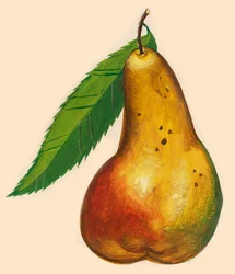 Birne mit Blatt, Zeichnung