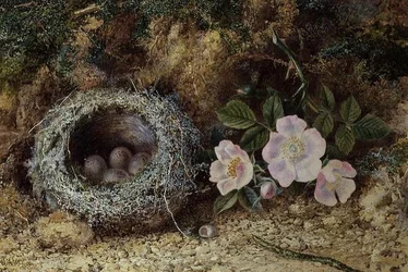 Vogelnest und Heckenrosen
