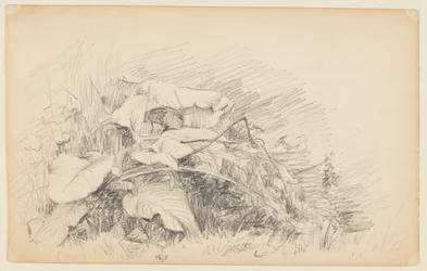 Studie von Gras und Pflanzen