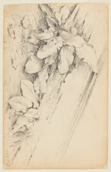 Studie von Pflanzen und verrottetem Baumstamm, 155th Street