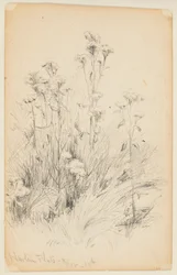 Studie von Disteln und Gras, Harlem Flats