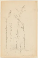 Studie von Wildpflanzen, Fordham Heights