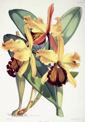 Cattleya Dowiana