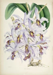 Illustration von Schomburgkia superbiens (Orig. Laelia superbiens)