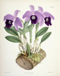 Laelia Dayana, ca. 1882-1897