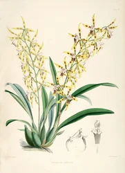 Odontoglossum lindleyanum