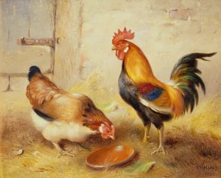 Hühner füttern