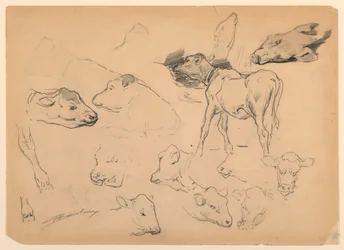 Studien von Rindern, Köpfen von Schafen und einem Schwein
