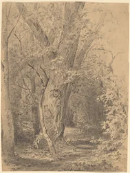 Baum und Laub