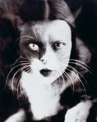 Katze und ich