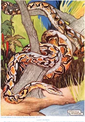 Riesiger Python, Illustration aus 