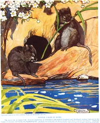 Wasserratten zu Hause, Illustration aus 