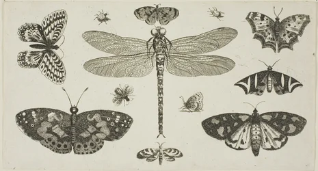 Eine Libelle, Marienkäfer und Schmetterlinge, aus Diversae Insectorum...Figurae