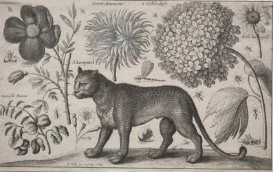 Tiere und Pflanzen: Leopard mit Pflanzen und Insekten