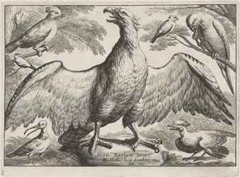 Adler