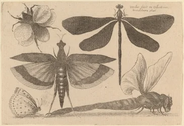 Libellen, eine Hummel und ein Schmetterling