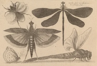 Libellen und eine Hummel
