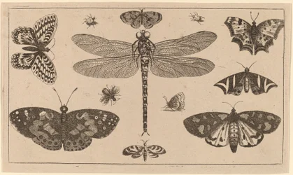 Libelle, Marienkäfer und Schmetterlinge