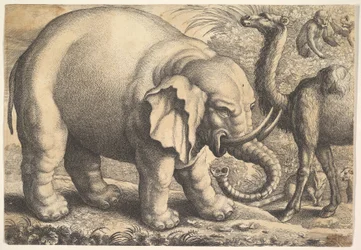 Elefant und Kamel, 17. Jahrhundert