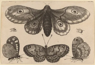 Motte, drei Schmetterlinge und zwei Käfer