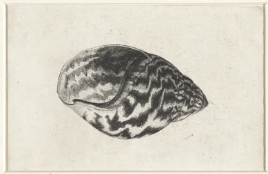 Schnecke, Achatina achatina. Muscheln (Serientitel)