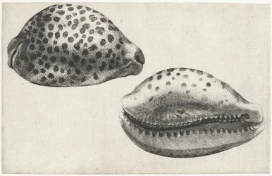 Schnecke, Cypraea tigris