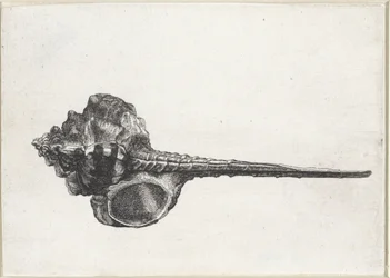 Schnecke, Murex Haustellum