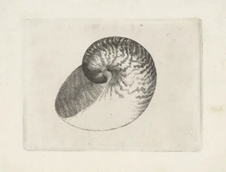 Schnecke, nautilus pompilius
