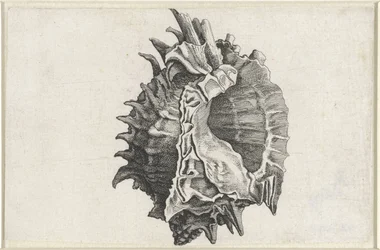 Schnecke, Phyllonotus erythrostomus