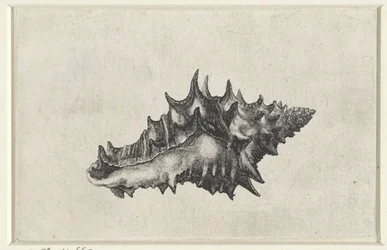 Schnecke, vasum ceramicum (Schelpen)
