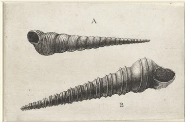 Schnecken, Turritella terebra (A) und Turritella duplicata (B) (Schnecken)