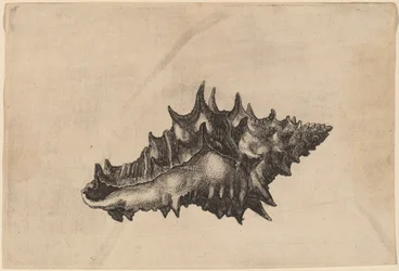 Muschel (Vasum ceramicum)