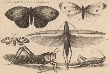 Sechs Insekten