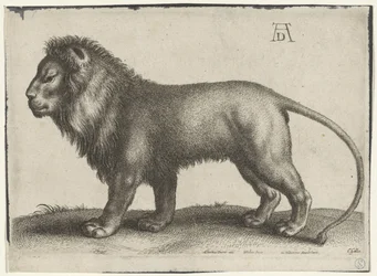Stehender Löwe