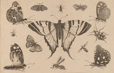 Schwalbenschwanz und zwölf weitere Insekten.