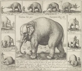 Zahmer Elefant
