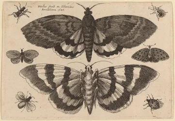 Zwei Motten und sechs Insekten