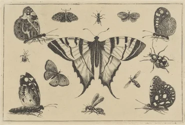 Schmetterlinge, Wespe und andere Insekten