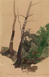 Zwei nackte Birkenstämme und Sträucher