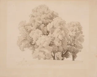 Gruppe von Laubbäumen