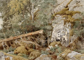 Moosiger Felsen im Wald