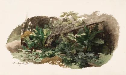 Umgestürzte Fichte auf Farnen; Kuh (doppelseitiges Werk)