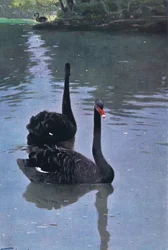 Schwarzer Schwan, Illustration aus Wildlife of the World, ca. 1910