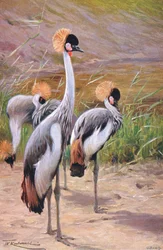 Kronenkranich, Illustration aus Wildlife of the World, ca. 1910